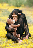 CHI 02 RK0055 02
Chimpanzee Sitting In Yellow Flower Field Holding Teddy Bear