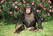 CHI 02 RK0070 01
Chimpanzee Sitting On Grass Facing Camera Pink Flower Bush Background