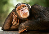 CHI 02 RK0086 02
Head Shot Of Chimpanzee Posing