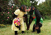 CHI 02 RK0089 02
Female And Male Chimp Dressed In Outfit Kissing Flower Bush Background