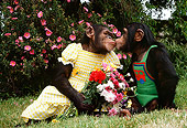 CHI 02 RK0089 17
Female And Male Chimp Dressed In Outfit Kissing Flower Bush Background