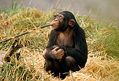 CHI 02 TL0001 01
Humorous Chimpanzee Holding Stick In Mouth Sitting On Grass