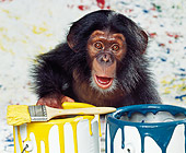 CHI 03 RK0067 11
Baby Chimpanzee Sitting By Paint Buckets