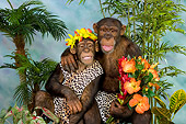 CHI 03 RK0179 01
Jungle Love