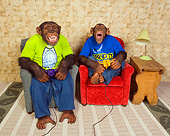 CHI 03 RK0180 01
Monkeying Around