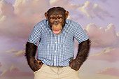 CHI 03 RK0192 01
Confused Chimp