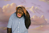 CHI 03 RK0194 01
Confused Chimp