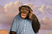 CHI 03 RK0195 01
Confused Chimp