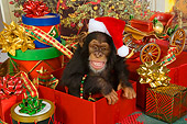CHI 03 RK0201 01
It's Chimpas Time