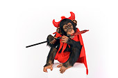 CHI 03 RK0202 01
Young Chimpanzee Wearing Devil Costume On White Seamless