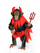 CHI 03 RK0204 01
Young Chimpanzee Wearing Devil Costume On White Seamless