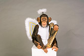 CHI 03 RK0205 01
Young Chimpanzee In Angel Costume Studio
