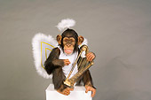 CHI 03 RK0206 01
Young Chimpanzee In Angel Costume Studio