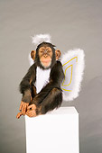 CHI 03 RK0207 01
Young Chimpanzee In Angel Costume Studio