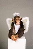 CHI 03 RK0208 01
Young Chimpanzee In Angel Costume Studio