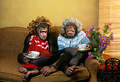 CHI 03 RC0001 01
Humorous Chimpanzees Sitting On Couch Having Tea