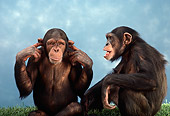 CHI 03 RC0003 01
Humorous Chimpanzees Playing Studio