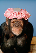 CHI 03 RC0004 01
Humorous Chimpanzee Feeling Ill