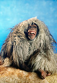 CHI 03 RC0006 01
Chimpanzee Wearing Fur Disguise Studio