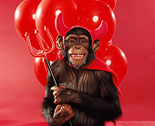 CHI 03 RK0004 01
Humorous Shot Of Eddie The Chimp In 