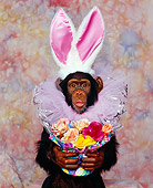 CHI 03 RK0016 06
Humorous Shot Of Eddie Wearing Bunny Ears And Pink Ruffle Around Neck Holding Flower Basket Smooching