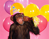 CHI 03 RK0020 13
Humorous Shot Of Eddie Wearing Party Hat Blowing Party Horns Balloons And Pink Seamless Background