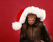 CHI 03 RK0037 04
Humorous Head Shot Of Eddie Wearing Big Christmas Hat Smiling Red Seamless Background