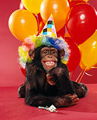 CHI 03 RK0041 01
Humorous Shot Of Eddie Wearing Colorful Wig And Party Hat Laying Smiling Balloons Red Seamless
