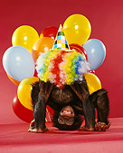 CHI 03 RK0044 02
Humorous Shot Of Eddie In Colorful Wig Standing On Head By Balloons Red Seamless Background
