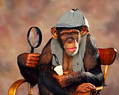 CHI 03 RK0060 10
Sherlock Holms Chimpanzee On Chair Studio