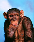 CHI 03 RK0070 13
Sally Sitting With Hand Underneath Chin Thinking Blue Clouds Background