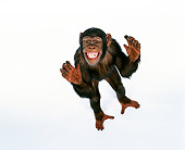 CHI 03 RK0124 02
Eddie The Chimp Dancing On White Seamless
