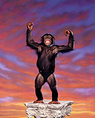CHI 03 RK0125 02
Eddie the Chimp on sunset background