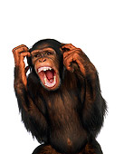CHI 03 RK0128 01
Chimpanzee Scratching Head And Screaming On White Seamless
