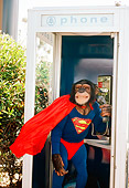 CHI 03 RK0129 16
Superchimp: Humorous Shot Of Chimpanzee Dressed As Superman In Phone Booth