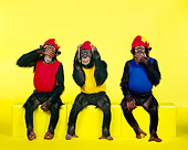 CHI 03 RK0132 01
Humorous Chimpanzees Sitting On Yellow Seamless: See Hear Speak No Evil