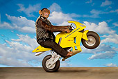 CHI 03 RK0144 01
Banana Powered