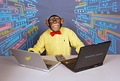 CHI 03 RK0147 01
Silicon Chimp