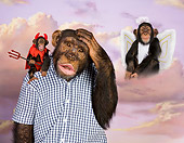 CHI 03 RK0170 01
Good Chimp, Bad Chimp