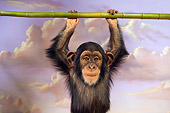 CHI 03 RK0197 01
Hang In There