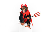 CHI 03 RK0203 01
Young Chimpanzee Wearing Devil Costume Sitting On Box On White Seamless