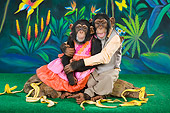 CHI 03 RK0257 01
Humorous Chimpanzee Couple Sitting On Log Embracing: Bananas Over You