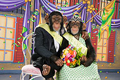 CHI 03 RK0260 01
Humorous Homecoming Chimpanzee Couple Sitting On Chairs Embracing: Homecoming Chimp