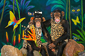 CHI 03 RK0262 01
Humorous Tarzan Chimpanzee Couple Sitting On Rocks Embracing: Monkey Love
