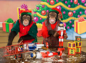 CHI 03 RK0264 01
Humorous Elf Chimpanzees Making Toys: Santa's Helpers