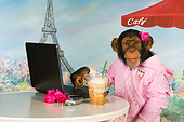 CHI 03 RK0269 01
Humorous Chimpanzee Relaxing At Cafe: Mocha Chimpachino