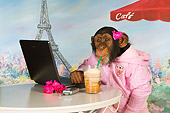 CHI 03 RK0270 01
Humorous Chimpanzee Relaxing At Cafe: Mocha Chimpachino