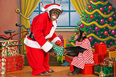 CHI 03 RK0275 01
Humorous Santa Chimpanzee Giving Gift: Night Before Chimp-mas