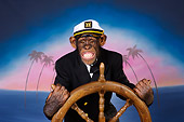 CHI 03 RK0278 02
Humorous Captain Chimpanzee Piloting Ship: Captain Chimp