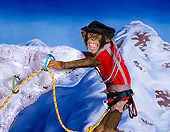 CHI 03 RK0279 01
Humorous Chimpanzee Hanging From Cliff: Chimp Climber